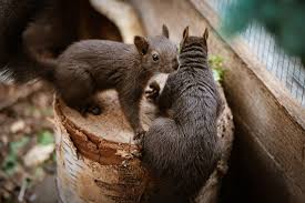 In many areas, it is illegal to remove native bird species, such as the american robin or mourning dove, during nesting season when they have young to feed. Squirrel Removal Covenant Wildlife