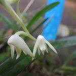 Image result for Polystachya laurentii