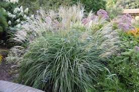 Image result for Miscanthus sinensis