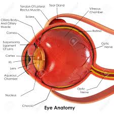It circulates blood throughout the body. 3d Image Render Of Diagram Of Eye Anatomy With Label For Biology Stock Photo Picture And Royalty Free Image Image 148267580