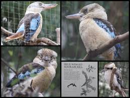 Blue Winged Kookaburra Melbourne Zoo Melbourne Australia Melbourne Zoo Pet Birds Blue Wings