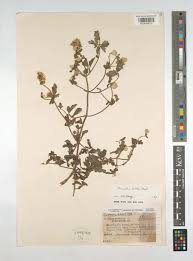 Image result for Clematis welwitschii