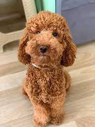 evimizin hareketli bebegi poodle pelus kopek