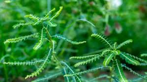 Image result for Phyllanthus amarus