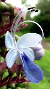 Image result for Rotheca aurantiaca