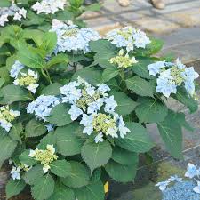 It is a wonder of nature. Tuff Stuff Ah Ha Hydrangea Garden Crossings