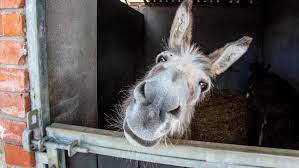 Maybe you would like to learn more about one of these? Nj Teens Broke Into Petting Zoo Put Lipstick On Donkey