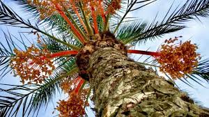 The pindo is native to central and south america, but has since made its way as far north as seattle washington. Pindo Palm Care A Growers Guide