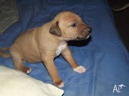 For the best experience, we recommend you upgrade to the latest version of chrome or safari. Ridgeback X Labrador Puppies For Sale In Atkinsons Dam Queensland Classified Australialisted Com