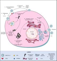 Frontiers | Choosing a cellular model to study SARS-CoV-2