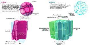 Seedless Vascular Plants Biology For Majors Ii