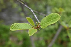 Image result for Catunaregam stenocarpa