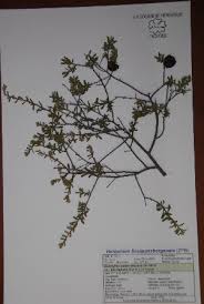 Image result for Diospyros consolatae