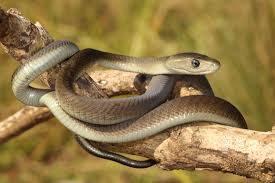 Maybe you would like to learn more about one of these? The 30 Deadliest Animals On Planet Earth Best Life
