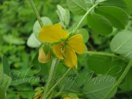 Image result for Senna obtusifolia