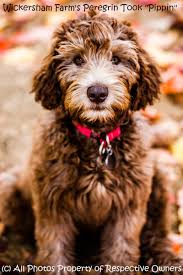 This goldendoodle puppy is a real beauty! Wickersham Farm Located In Pennsylvania Our Puppies Are Enjoyed By Families As Close As Delaware New Jersey Maryland New York Connecticut Rhode Island Ohio Massachusetts Virginia And Vermont And As Far