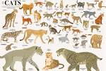 List of largest cats - Wikipedia