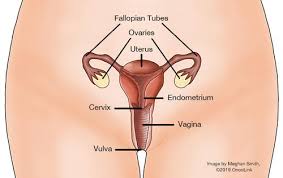 The appendix is an organ that is credited with very little significance and often removed indiscriminately to avoid complications due to infection. All About Cervical Cancer Oncolink
