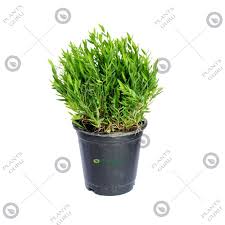 We did not find results for: Bamboo Grass Buy Online India At Cheap Price On Plantsguru Com