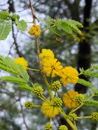 Image result for Acacia nilotica