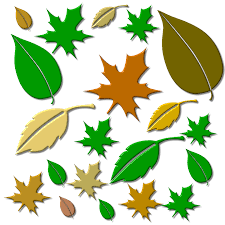 33 079 gambar gambar gratis dari daun hijau. Daun Daun Daun Hutan Musim Gugur Gambar Gratis Di Pixabay