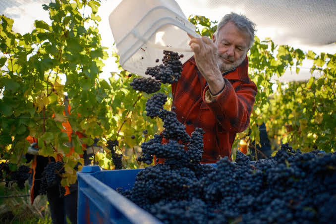 Sam Neill UNCUT - Wine Blast podcast with Susie & Peter