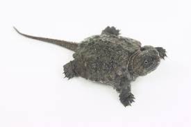How To Determine The Age Of Snapping Turtles Sciencing