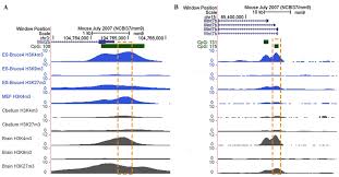 It can also be utilized to identify novel biomarkers, because histone modification. Abnormal Epigenetic Regulation Of The Gene Expression Levels Of Wnt2b And Wnt7b Implications For Neural Tube Defects
