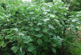 Image result for Boehmeria nivea