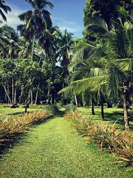 Tropical Permaculture Permaculture Fruit Garden Design Garden Problems