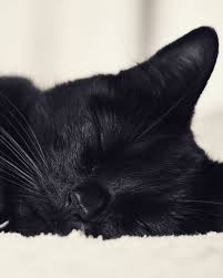Pin On Catlife