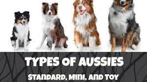 Differences Between Standard Mini And Toy Australian Shepherds Life With Aspen Youtube
