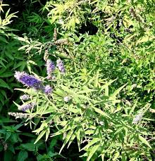 Image result for Vitex franceseana