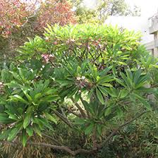 Image result for Plumeria rubra