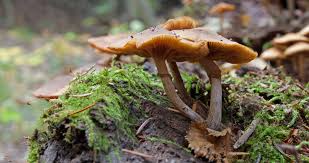 Image result for Ozoroa marginata