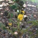 Image result for Centrolobium robustum