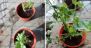 Daun ketumbar bau seperti kumbang pesisang. Tip Mudah Tanam Daun Sup Supaya Pokok Cepat Besar Tak Mudah Mati Lelaki Ni Kongsikan Caranya Keluarga