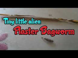 Concentrate on areas adjacent to the stucco, on baseboards, moldings, under furniture and in any other cracks or crevices where debris likes to hide. Video Phereoeca Uterella