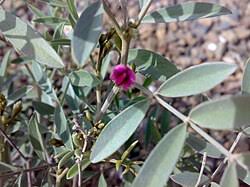 Image result for Tephrosia argyrolampra