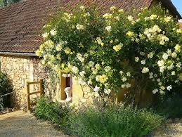 Golden Showers Yellow Climbing Rose Rose Garden Design Yellow Climbing Rose Climbing Roses