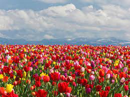 Every march through may the city of woodburn, oregon explodes with color during the wooden shoe tulip festival. Celebrate Spring At The Oregon S Woodburn Tulip Festival Conde Nast Traveler