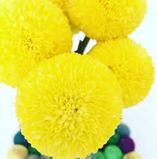 Chrysanthemums have been intensively bred for centuries, resulting in a number of cut flower forms. These Amazing Pom Pom Flowers Does Anyone Know There Real Name Are Still Going Strong 10 Days After They Were Gi Kids Blogger Creative Kids Pom Pom Flowers
