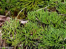 Image result for Tristachya nodiglumis