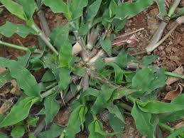 Image result for Urochloa reptans