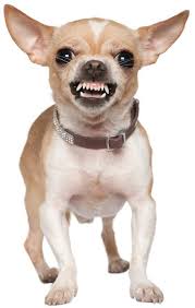 Image result for Cómo vivir en un hogar con varios perros