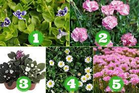 Mothers day gifts flowers and fountains what's more beautiful! 10 Miniature Flowering Plants For A Blossoming Fairy Garden