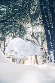A Dash Of Magic Snowshoe Rabbit Created By Claire Beresford Robinson Chb Designs Snowshoerabbit Rabbit Polychromos Ch Creative Art Design Snowshoe Rabbit