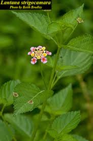 Image result for Lantana tiliifolia
