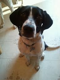 Black And White Pointer Pitbull Mix Malary Beagle German Short Haired Pointer Mix Pitbull Puppy Puppies German Shorthaired Pointer
