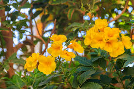 Tecoma stans is a species of flowering perennial shrub in the trumpet vine family, bignoniaceae, that is native to the americas. Esperanza Plant Growing Esperanza Perennials
